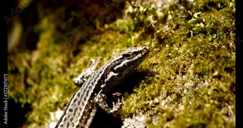 Lézard des murailles.
