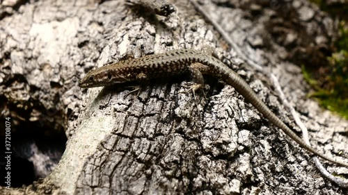 Lézard des murailles.