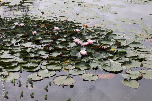 Nouvelle-Aquitaine - Nénuphars sur le lac