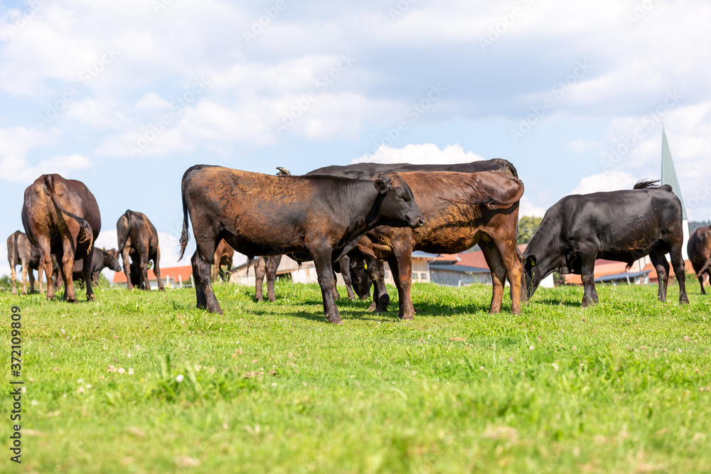 A Wagyu cow stands on a green meadow