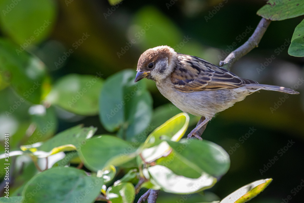 Fototapeta premium Eurasian tree sparrow (Passer montanus)