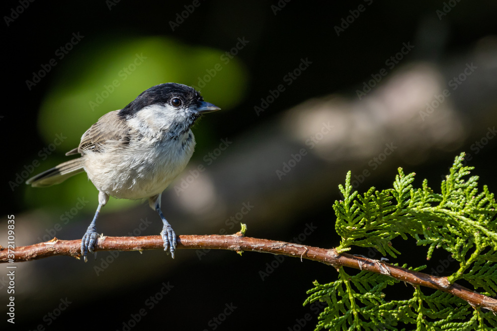 Marsh tit (Poecile palustris) Marsh tit (Poecile palustris)