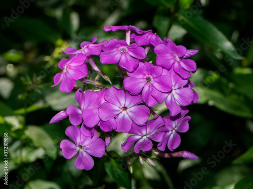 purple flowers