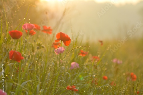 Morning dew and poppy flowers
