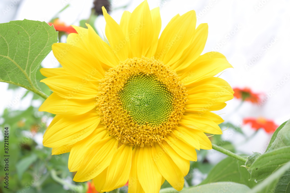 Naklejka premium Sunflower close-up
