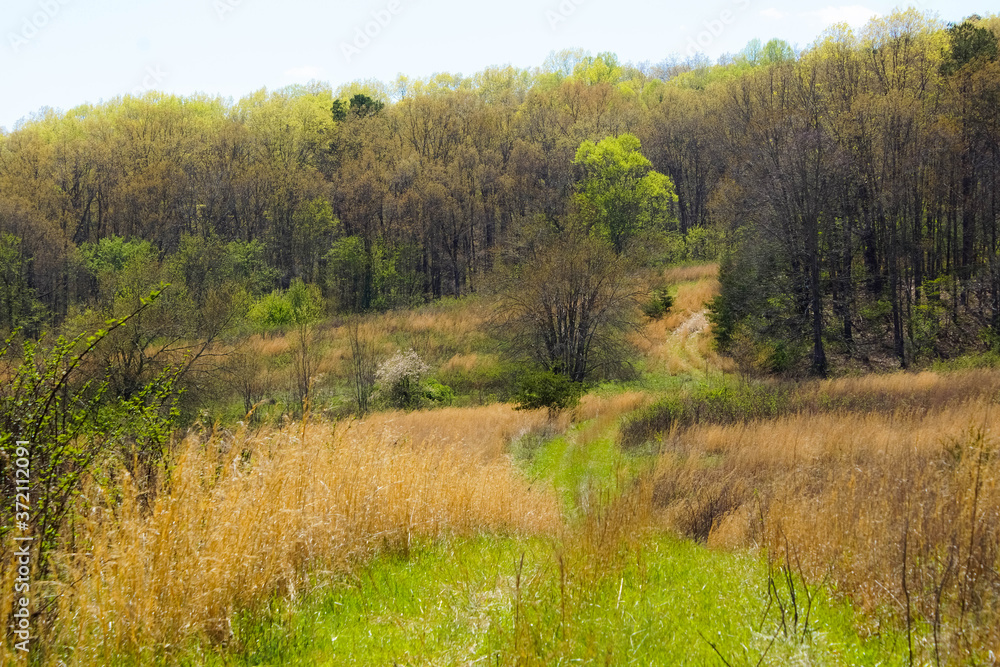 Fototapeta premium Path in farm