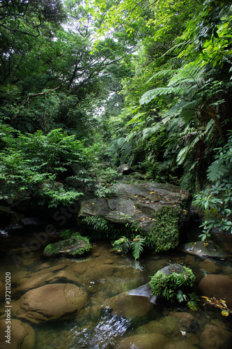 SONY DSC ilandforest forest wildforest bathingforerst landscape japan iriomoteisland okinawa water river tree path leaves rocks nature pristine forest green fresh breathing                                                             