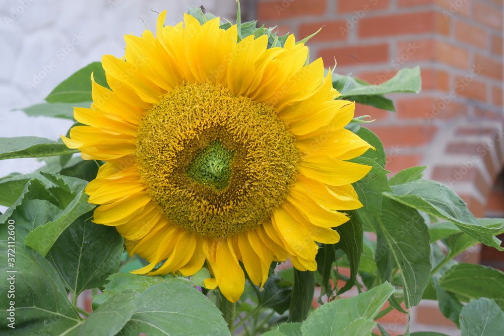 Obraz premium Sunflower in the garden