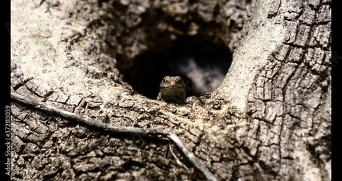 Lézard des murailles.