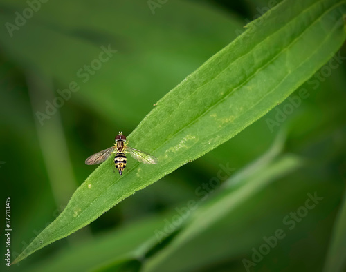 Fly on a green leaf © Jim