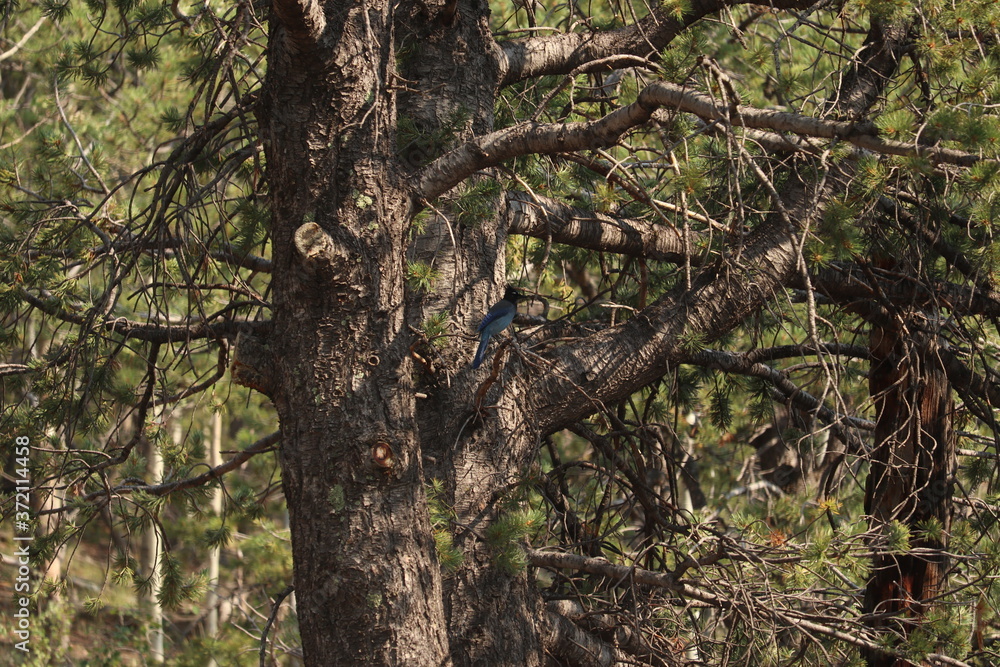 Scrub jay perched in an evergreen tree Scrub jay perched in an evergreen tree