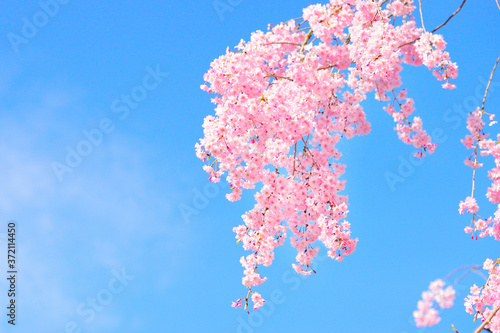 Pink weeping cherry blossoms in full bloom with blue sky. 