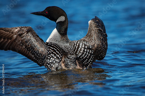 Konstfotografi Close up of an adult common loon (Gavia immer) with wings out on Rainbow Flowage