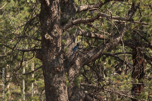 Scrub jay perched in an evergreen tree