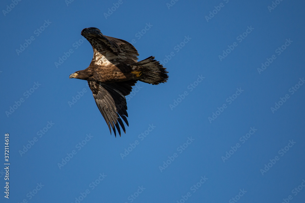 Fototapeta premium Immature Bald Eagle (Haliaeetus leucocephalus) flying in a blue sky in Northern Wisconsin