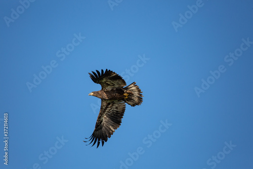 Immature Bald Eagle (Haliaeetus leucocephalus) flying in a blue sky in Northern Wisconsin