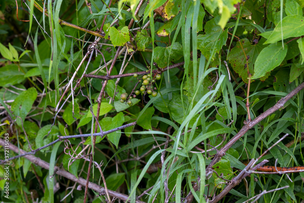 Natural wild unripe grape in the forest.