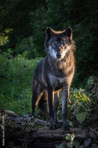 Wolf in the setting sun during summertime