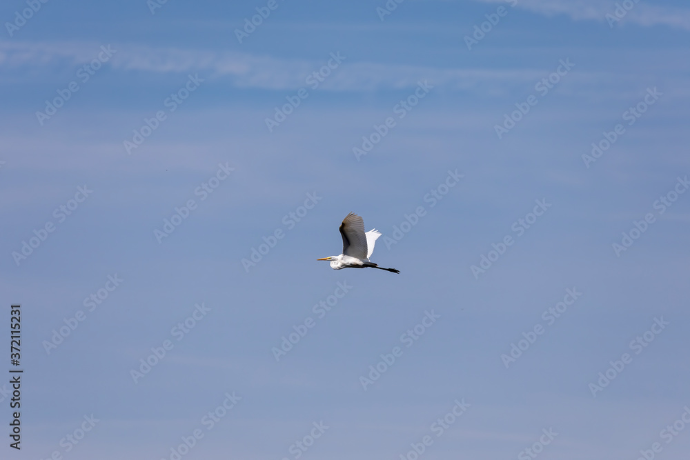 Fototapeta premium The great white egret in flight