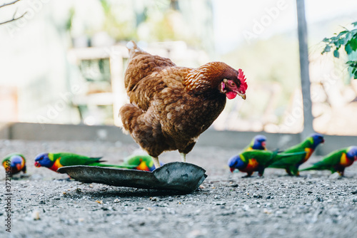 Chicken with lorikeets eating food on a farm in Boonah, Scenic Rim Region, Queensland (QLD) photo