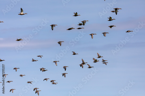 flock of mallard ducks in flight