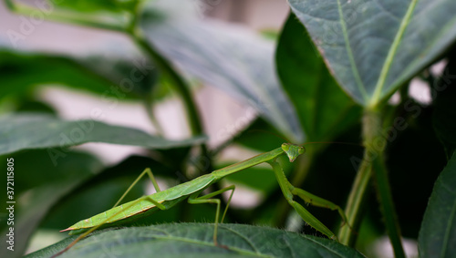 Closeup of a Praying Mantis on a leaf. 