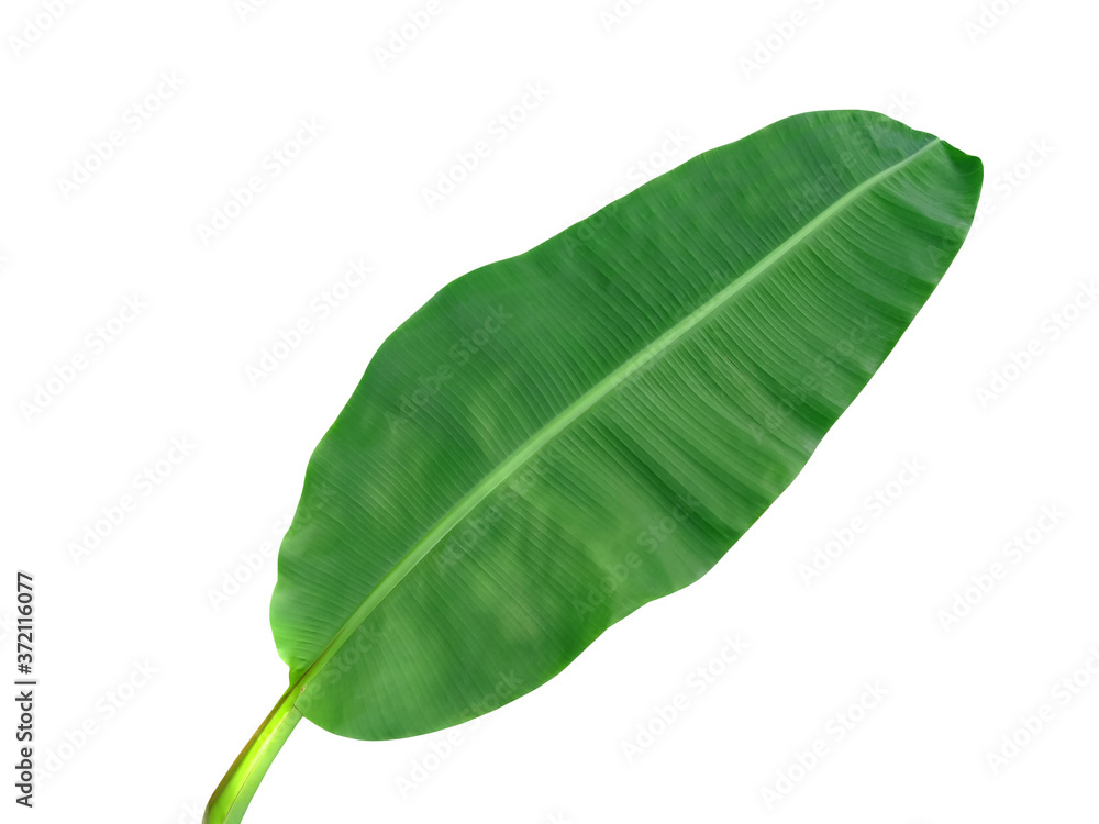 Fototapeta premium Beautiful banana leaf isolated on white background.