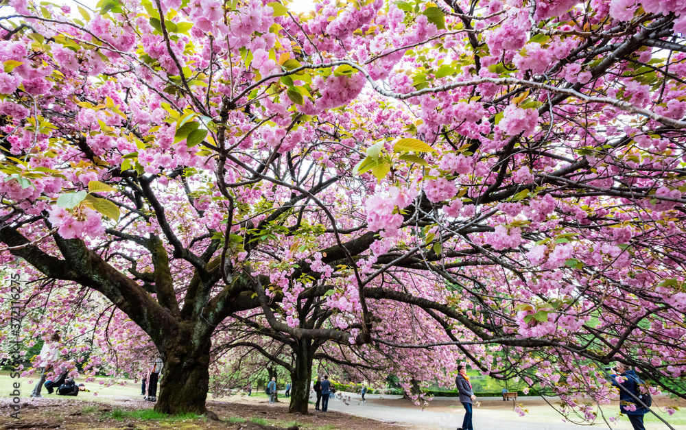 Naklejka premium Cherry Blossom in Japan