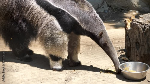 Giant Anteater Myrmecophaga Tridactyla Close Up at Zoo Termite Eater Ant photo