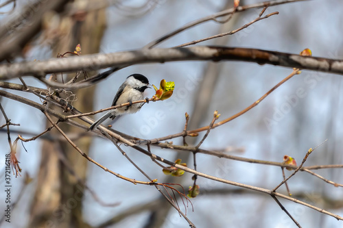 Black-Capped Chickadee sitting on a branch eating a tree bud