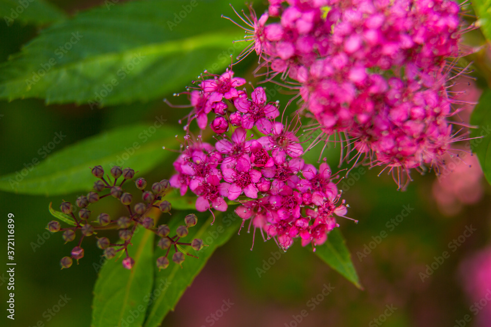 Beautiful summer garden plants Beautiful summer garden plants
