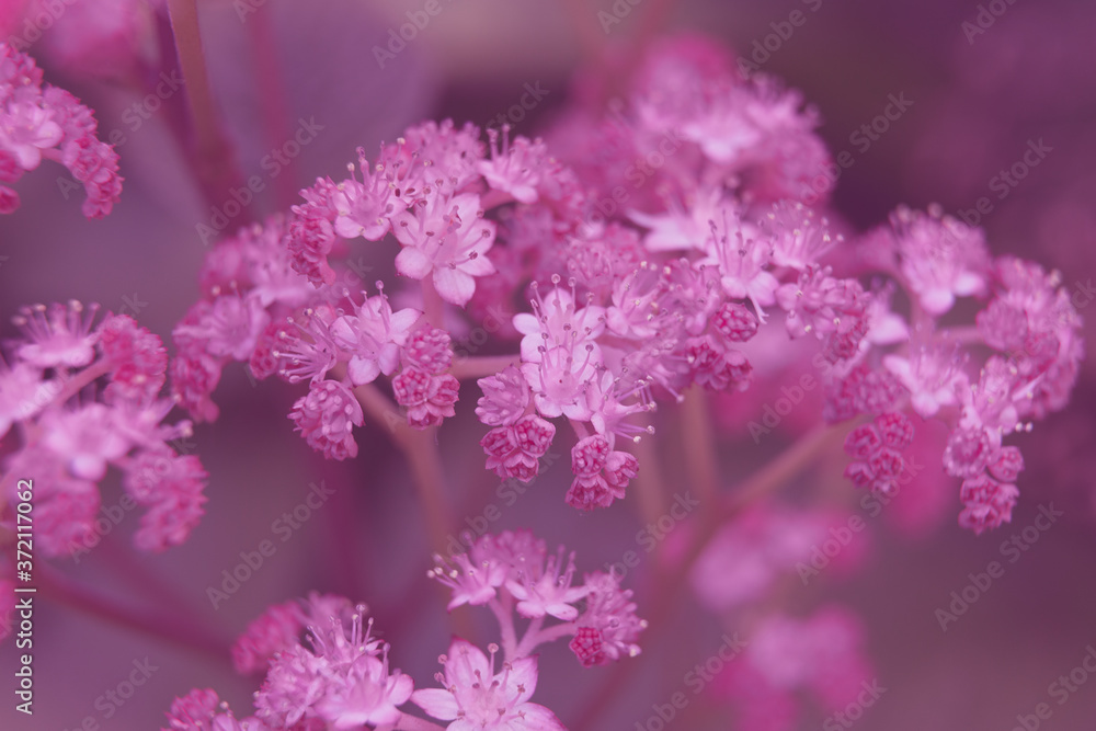 Beautiful summer garden plants Beautiful summer garden plants