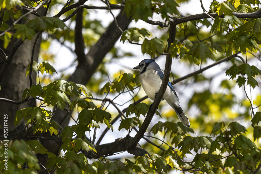Obraz premium Bluejay sitting on a tree branch
