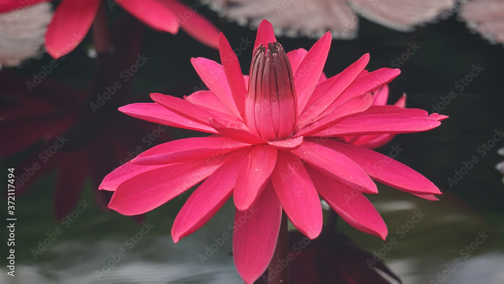 Dark pink lotus flowers in bloom with lily pads in the background. Dark pink lotus flowers in bloom with lily pads in the background.
