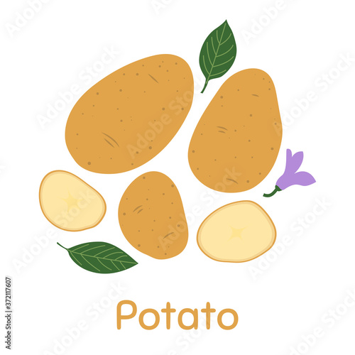 Potato. Vector Illustration EPS.