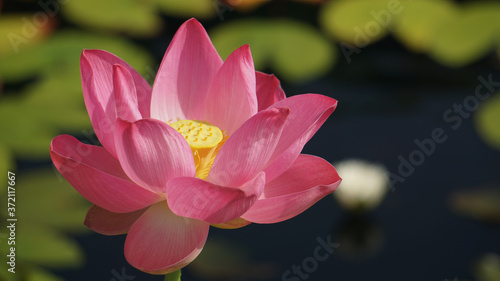 Pink lotus in bloom