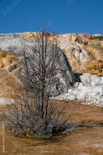 Old petrified tree grew in the hot springs of Mammoth Hot Springs in Yellowstone National Park