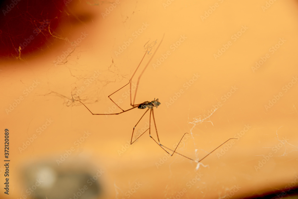 The spider perched on the web eats its prey. The spider perched on the web eats its prey.