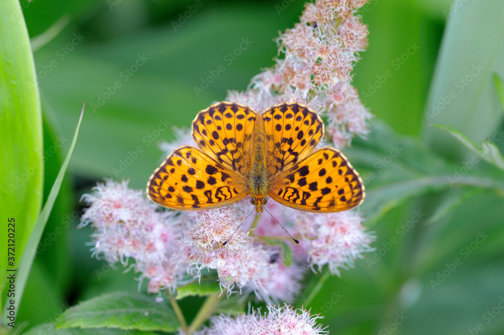 Obraz premium コヒョウモン（北海道・鶴居村）