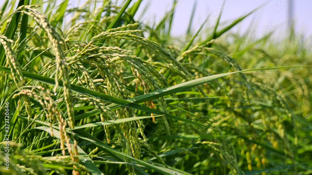 日本の田舎の稲作の風景