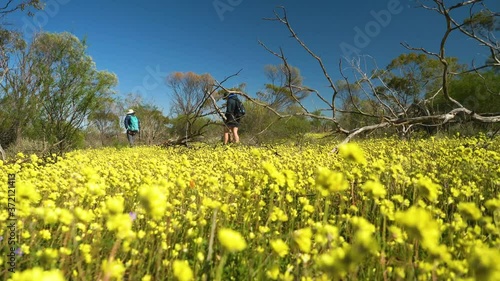 Tourists walking through field of yellow wildflowers and native trees, Western Australia photo