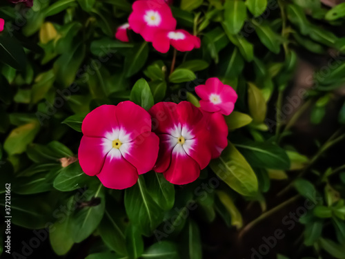 Catharanthus roseus, commonly known as bright eyes, Cape periwinkle, is a species of flowering plant in the family Apocynaceae. It is native and endemic to Madagascar,