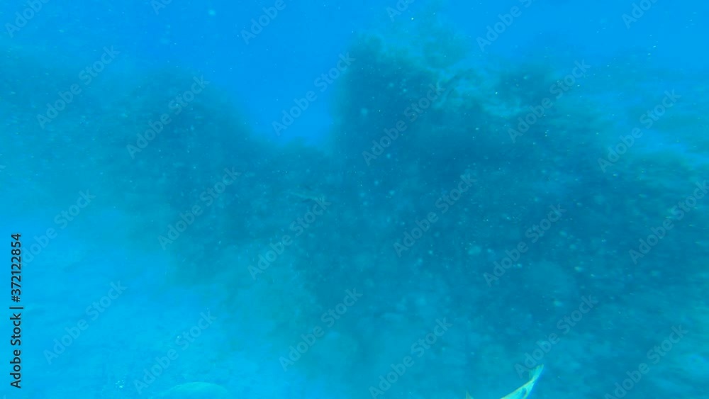 POV swimming in blue waters close to big cruise ship.Sardines and school of fish