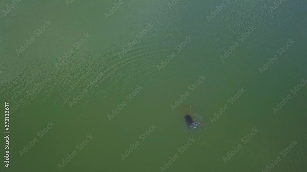 Aerial top down view of sea lion diving and disappearing into the water at the river. Sea lion on the Willamette River in Oregon. Aerial top down view of sea lion diving and disappearing into the water at the river. Sea lion on the Willamette River in Oregon.