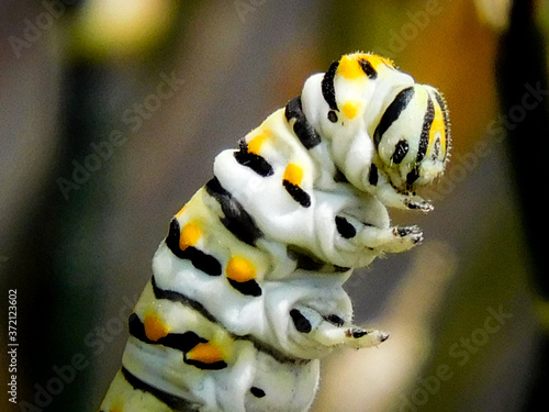 close up of caterpillar on a branch