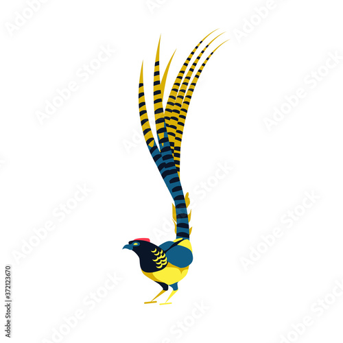 Beautiful golden pheasant tropical bird. Exotic birdie with bright colorful feathers and long tail. Tropical nature wildlife design element cartoon vector illustration isolated on white background