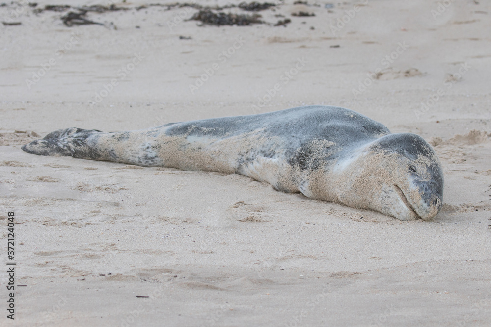 Obraz premium Injured or sick Leopard Seal resting on Southern Sydney beach
