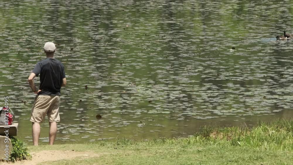 Spectacular scenic view behind young Caucasian man fishing by lily pond edge with geese swimming nearby and in background, static close up Spectacular scenic view behind young Caucasian man fishing by lily pond edge with geese swimming nearby and in background, static close up