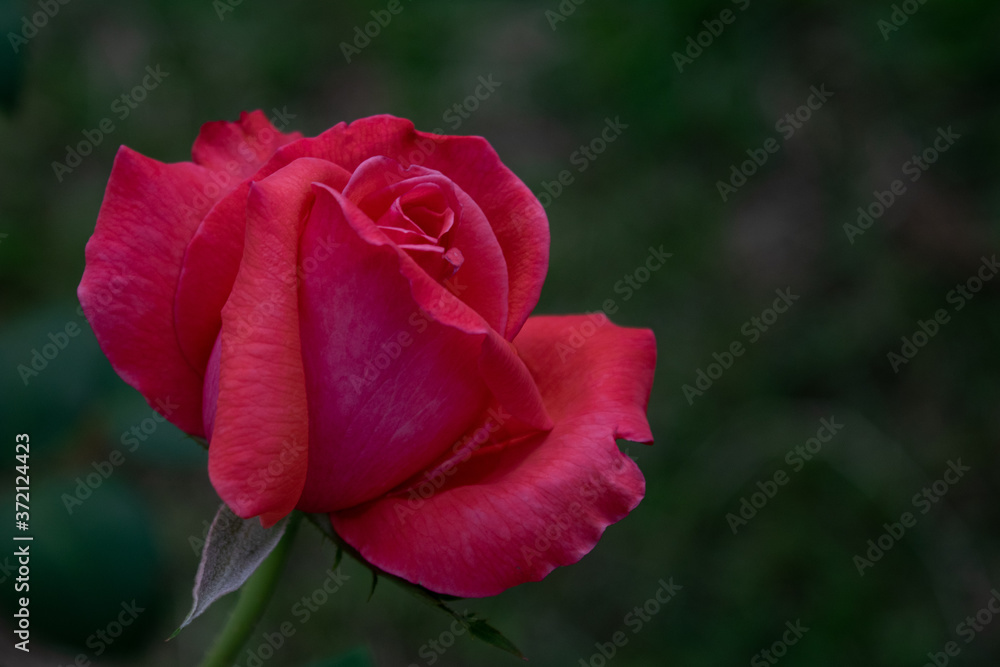 Fototapeta premium single rose in the garden bokeh