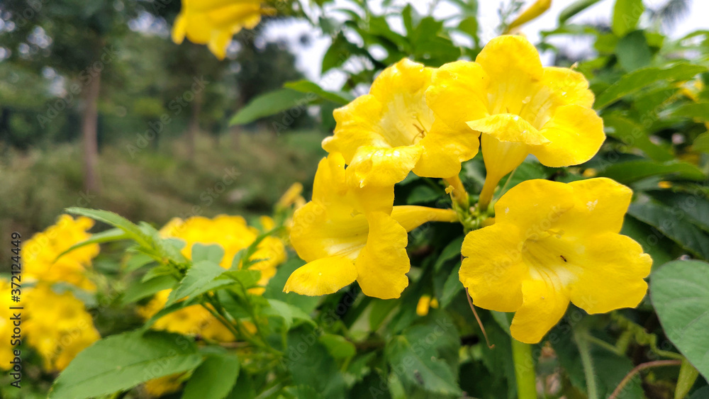 yellow flowers in the garden yellow flowers in the garden